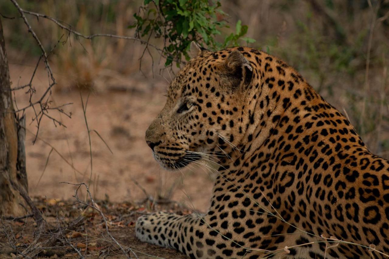 Kapama Buffalo Camp Kapama Game Reserve Exteriér fotografie